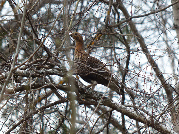Изображение Фото автора.