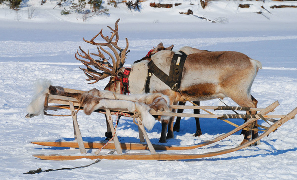 Изображение КОНКУРЕНТНАЯ БОРЬБА.
Изобретения Нансена давали следующим поколениям норвежских полярников преимущества перед российскими соперниками. Когда Амундсен готовил экспедицию в Антарктику, «нансеновские сани» можно было уже заказывать в мастерских. Однако Амундсен им не доверял. Сани тщательнейшим образом испытывались, все дефекты подлежали немедленному устранению.