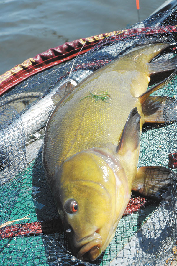 Изображение Фото: Линника Николая. 