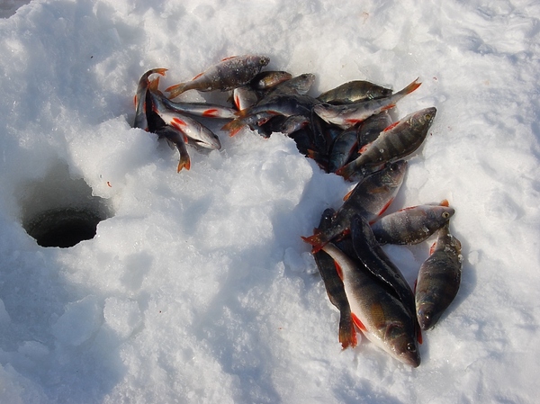 Изображение Фото: Яншевского Андрея.