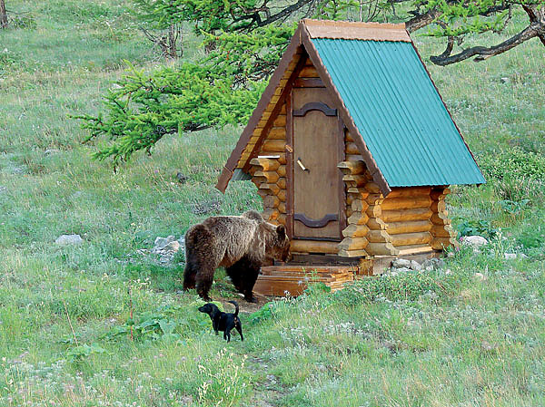 Изображение В современных условиях, когда медведь в большинстве сибирских регионов как объект охоты маловостребован, возрастает значение отстрела «проблемных» особей. Фото:  Виктор Степаненко
 