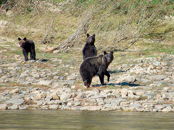 Изображение Зрение у косолапых не самое острое, зато обоняние отменное. Фото автора.