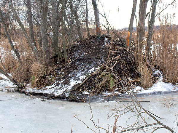 Изображение Хатка бобра — жилище, по виду напоминающее гору отходов лесного производства: ветки разного размера, глина, смешанная с илом, и трава. Первоначально хатка имеет всего одну большую комнату до 2 м шириной и 1,5 м высотой. Вход расположен снизу. Пол жилища животное покрывает плотным слоем стружки. Стены гладкие изнутри. Чтобы сделать убежище ветронепроницаемым, стены обмазаны субстанцией из ила и глины. ФОТО АНДРЕЯ ПОНЯГИ