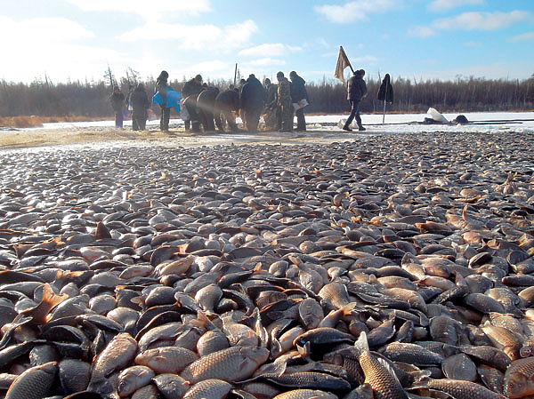 Изображение При удачном замете невода улов бывает впечатляющим. ФОТО: SHUTTERSTOCK