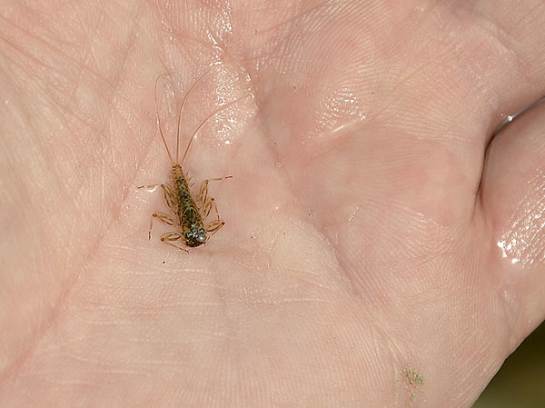 Изображение Фото: Геннадий Шеляг.