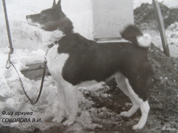 Изображение Ада 2291 р.1972 Алексеева В.И.от Ары Алексеева.