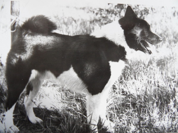 Изображение Дик 3988.Выставка в Ярославле, июль 1986г