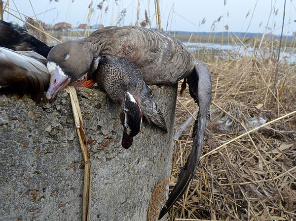 Изображение фото: Романа Матюхина 