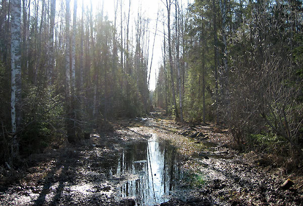 Проклятие северных болот. Волок убирать в лесу весной.