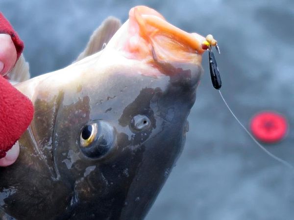 Изображение Фото: Алексей Коломиец.