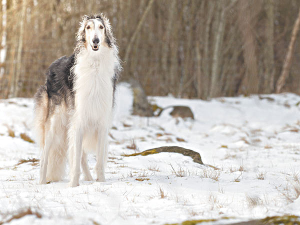 Изображение Фото ragnahellberg/Pixabay