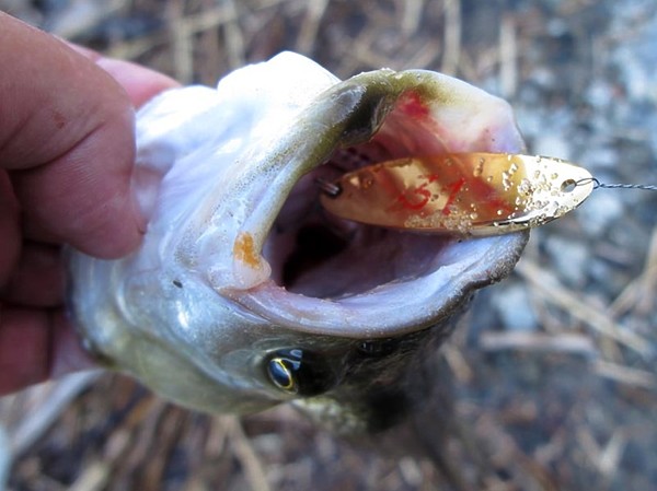 Изображение Фото: Алексей Коломиец.