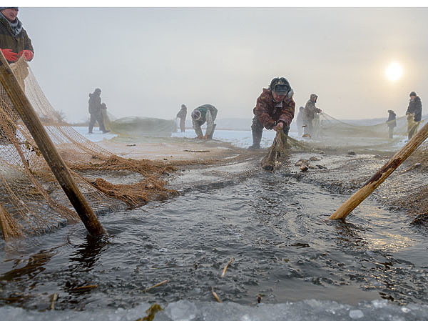 Изображение Завершающая стадия подъема невода — выход из проруби мотни с рыбой. ФОТО: SHUTTERSTOCK