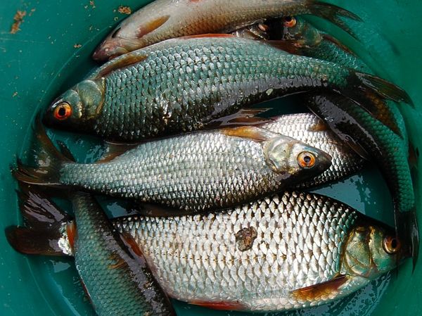 Изображение Фото: Андрей Яншевский.