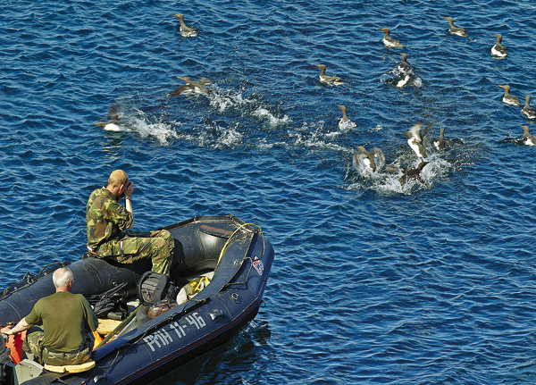 Изображение Участники экспедиции по проведению учета гнездящихся птиц фотографируют охотящихся на сельдь тонкоклювых кайр вблизи бухты Дворовая. 