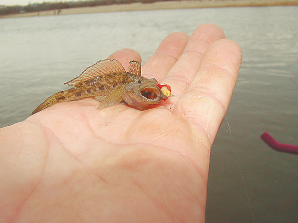 Изображение Фото: Линника Николая.
