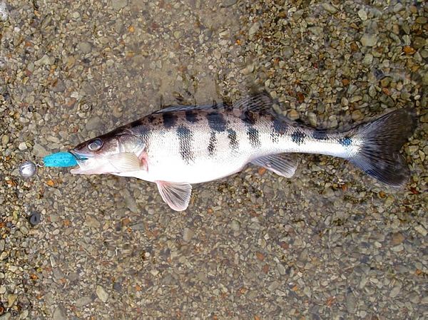 Изображение Фото: Алексей Коломиец.