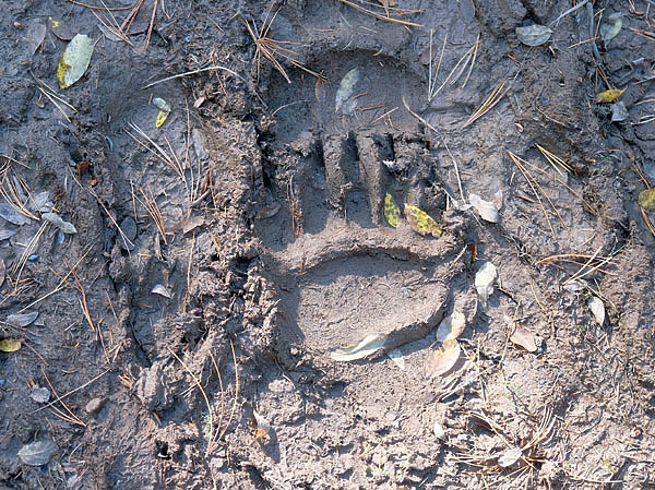 Изображение ФОТО SHUTTERSTOCK 