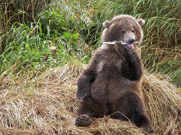 Изображение Проба пера. Фото автора.