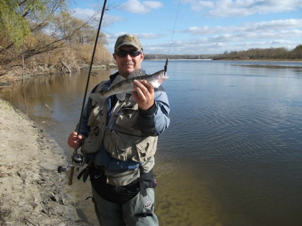 Изображение Судачок из-под коряжки. Явно меньше 38 см.