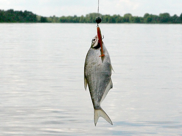 Изображение Осенью лещ и густера нередко атакуют приманку, предназначенную для судака. Фото: Евгений Кузнецов.