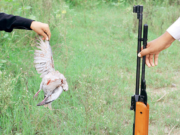 Изображение Основная цель охоты с пневматикой — небольшие животные и птицы. Но есть винтовки, пригодные для охоты на крупных животных. ФОТО: SHUTTERSTOCK 
