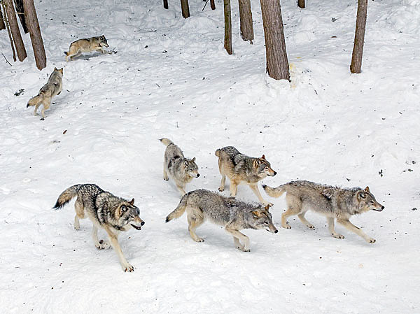 Изображение Где орудует волчья стая, о большой плотности копытных можно не мечтать. ФОТО PIXABAY