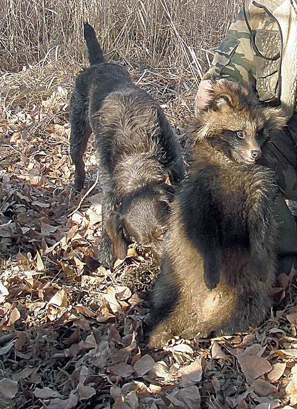 Изображение Работа по енотовидной собаке. Фото автора. 