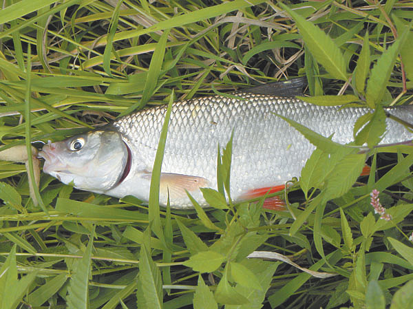 Изображение Фото: Анатолий Маилков.