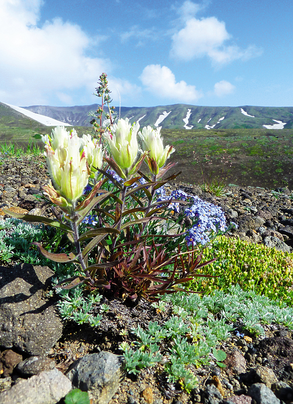 Изображение Перекрыв реку Гейзерную, оползень в 2007 году добрался 
до Первенца — гейзера, открытого первым Татьяной Устиновой и каюром Анисифором Павловичем Крупениным.