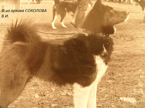 Изображение Нега 1923 р.73 от Дика 1457 и Белки 1771.Вл.Тюменев Н.М.