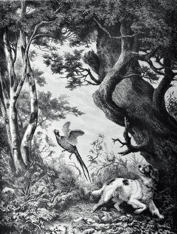 Изображение «Охота на фазанов». Гравюра. XIX век. 