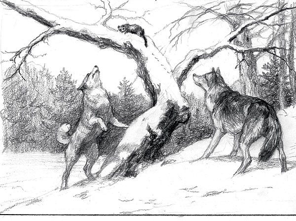 Изображение Байкал, отец Найды, даже на третий день лежал под соболем и не думал уходить. Найда в него пошла — сильный охотник. А тут еще и Волчок в помощь. ИЛЛЮСТРАЦИЯ ТАТЬЯНЫ ДАНЧУРОВОЙ