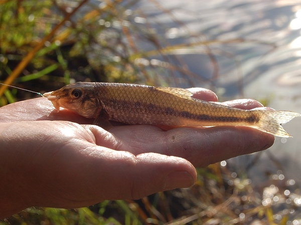 Изображение Фото: Яншевского Андрея.