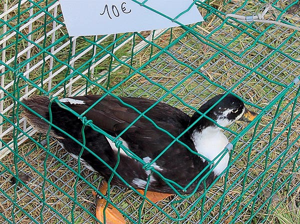 Изображение Самая низкая цена за утку на выставке начиналась от 10 евро. Фото автора.