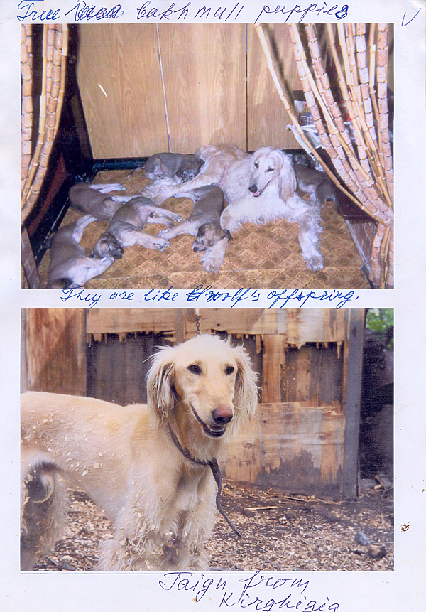 Изображение Щенки настоящих бекхмулей (как волчата) подласые 