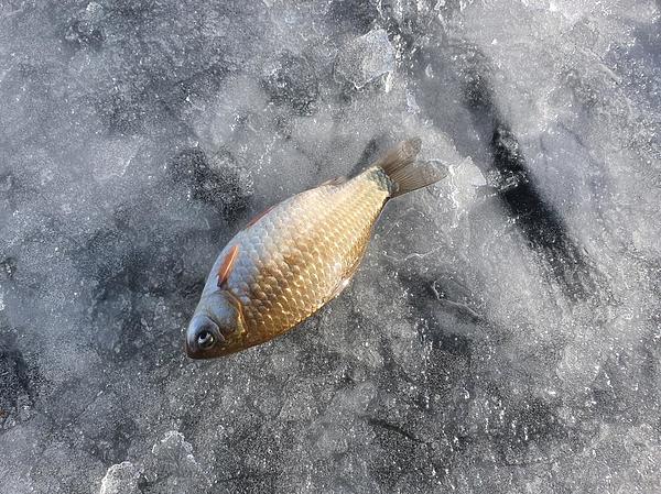 Изображение Вот он, долгожданный и очень желанный карась. Фото: Геннадий Шеляг. 