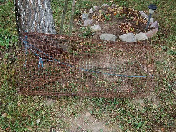 Изображение Трофей из лесного озера. Фото: Андрей Яншевский.