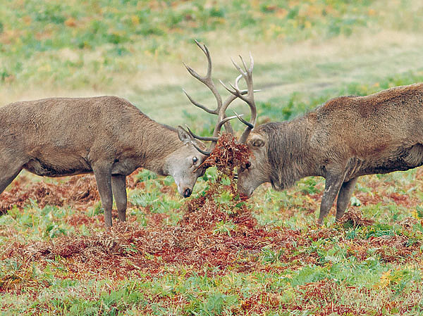 Изображение ФОТО PHIL MCIVER/FLICKR.COM (CC BY-NC 2.0), ДМИТРИЯ ВСТОВСКОГО