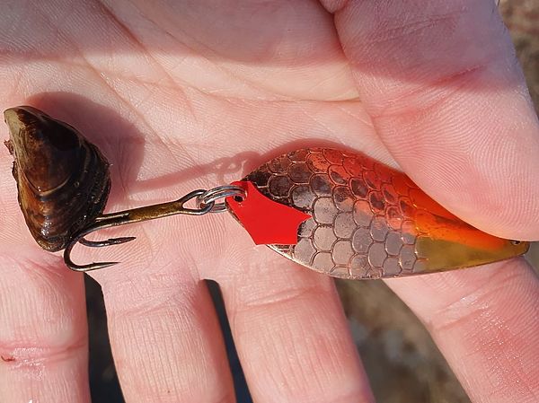 Изображение Эта мидия попалась на блесну – случайно или нет? Фото: Геннадий Шеляг.