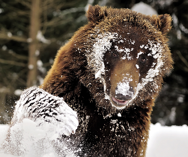Изображение Шатунами издавна называли бурых медведей, не залегших в берлогу в силу разных причин.