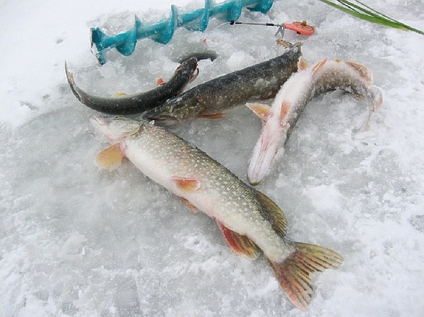 Изображение Фото: Токарева Александра. 