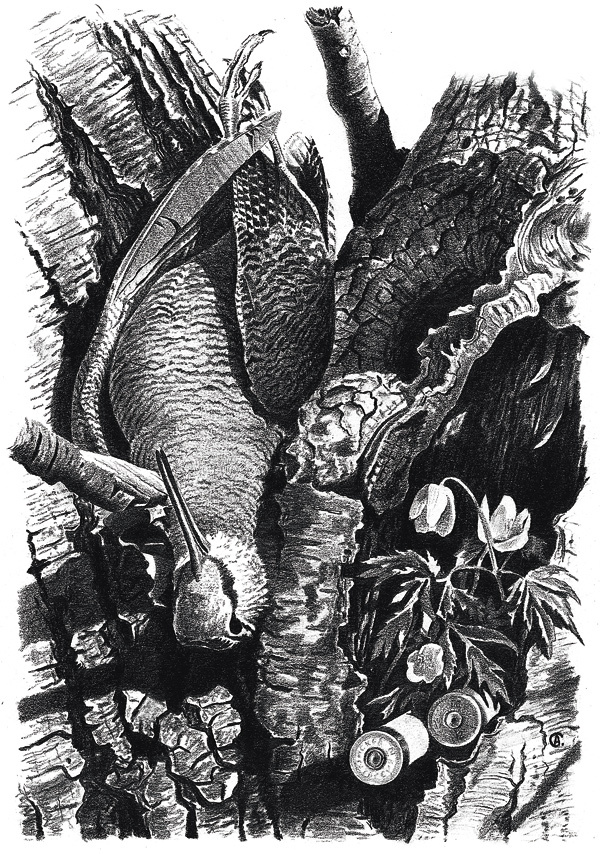 Изображение Каждую весну — по вальдшнепу. Трофей, добытый 22 апреля 2007 года, — маленький самец с клювом длиной 68 мм.