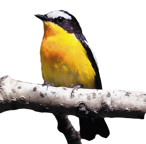 Изображение Желтоспинная мухоловка. Эта птица-цветок с живописным оперением обитает только на юге Дальнего Востока.