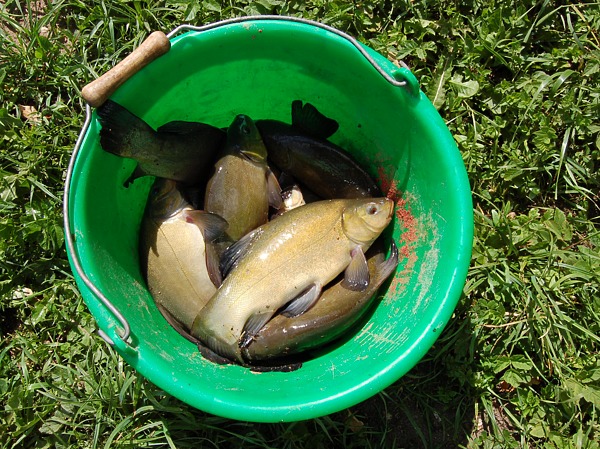 Изображение Фото: Яншевского Андрея.