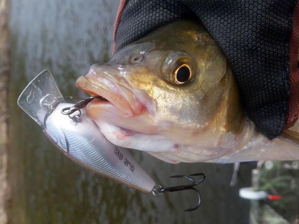 Изображение Рот крупного язя только кажется маленьким. Фото: Алексей Коломиец.