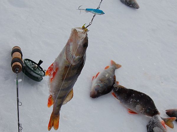 Изображение Фото: Андрей Яншевский. 