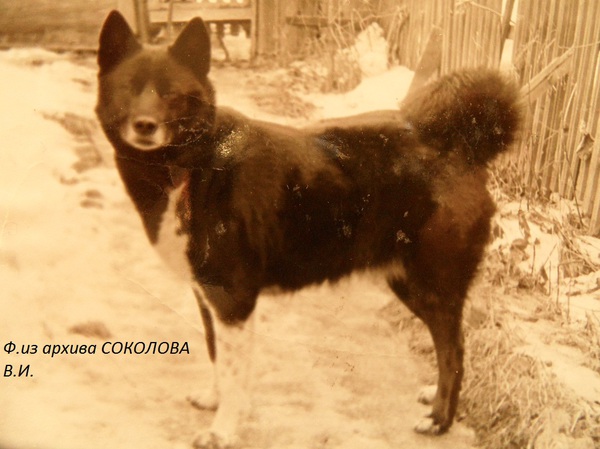 Изображение Дина 2381 р.73 от Кеши Никитина и Сайды 1659.Вл. Горячев В.Н.