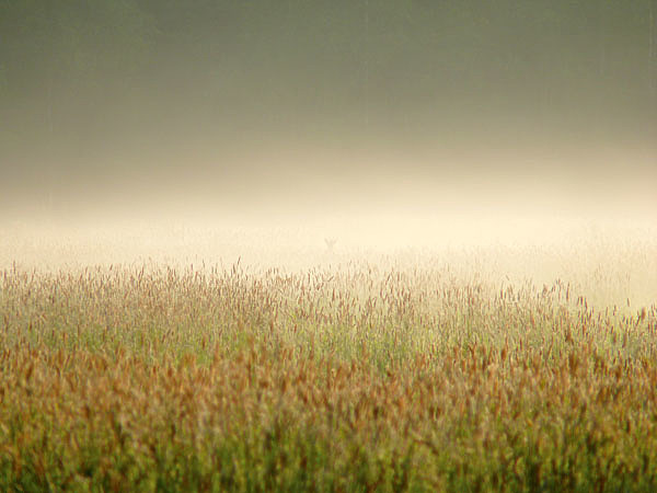 Изображение ФОТО UNSPLASH 