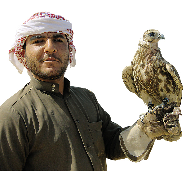 Изображение СИЛА И ВЫНОСЛИВОСТЬ.

На арабском востоке балобан — культовая священная птица. Дрофа — классический объект охоты для ловчих балобанов, которые добывают жертву как в воздухе, так и на земле. В первом случае балобан гонится за дрофой и ловит ее лапами. Обе птицы продолжают бой на земле. В этом случае цель сокольника — подоспеть к месту схватки и помочь балобану, так как дрофа может нанести соколу серьезные травмы. Иногда охота идет по другому сценарию. Дрофа, увидев летящего на нее сокола, готовится к схватке на земле. Вообще дрофа более чем в два раза превосходит балобана по размерам и не всегда оказывается побежденной. Балобан же в схватке проявляет свои характерные черты: выносливость и умение терпеть боль. 